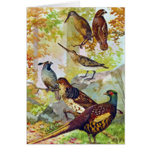 Spelfåglar 1902 True Stone Chromolithograph Hälsningskort