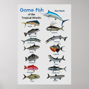 Spelfisk av Tropiska atlantiska oceanen Poster
