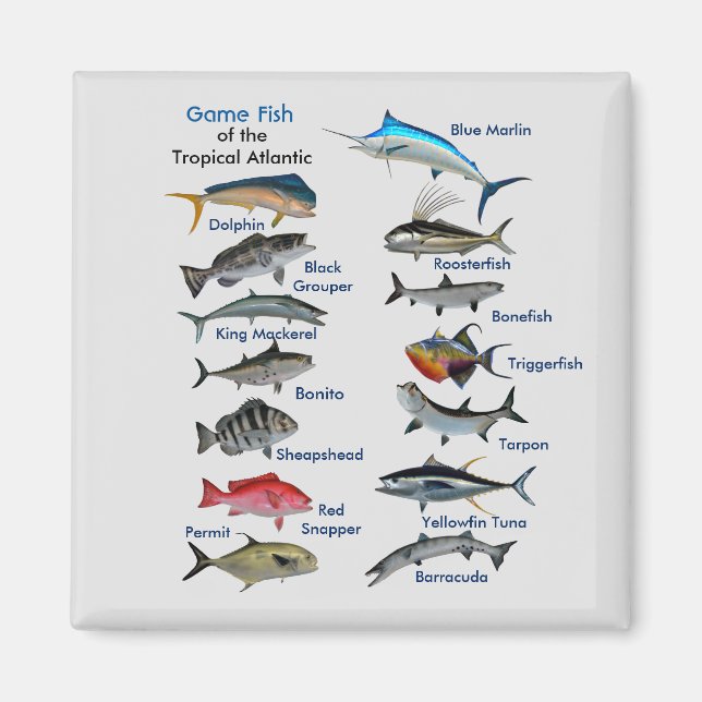 Spelfisk från Tropiska Atlanten Magnet (Framsidan)