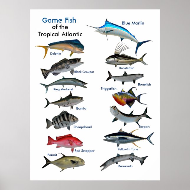 Spelfisk från Tropiska atlantens poster (Framsidan)