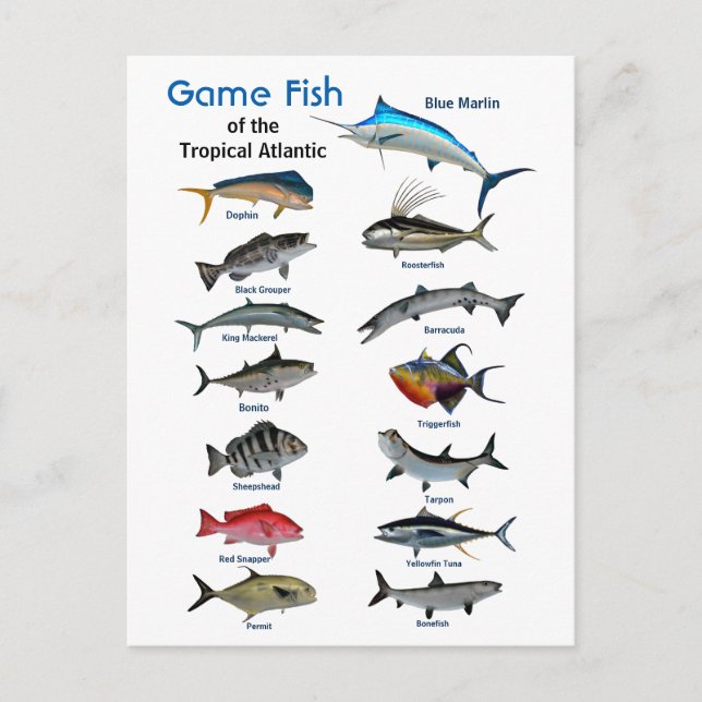 Spelfisk i Tropiska Atlanten Vykort (Framsida)