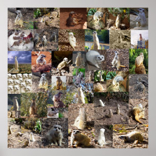 Spelfyllda Meerkats Large Photo Collage Poster
