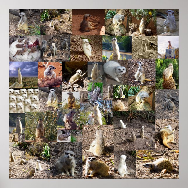 Spelfyllda Meerkats Large Photo Collage Poster (Framsidan)