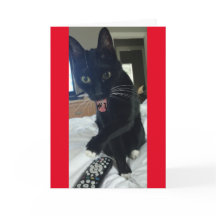 spelinbjudan, fjärrkatt roligt