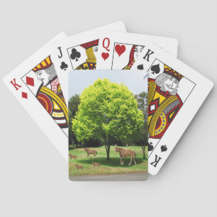 Spelkortsdäck Kortlek
