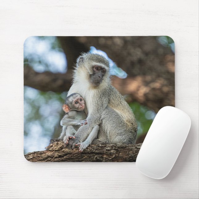 Spelsam vervet Monkey African Photography Musmatta (Med mus)