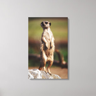 spenslig-tailed meerkat canvastryck