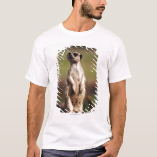 spenslig-tailed meerkat tee