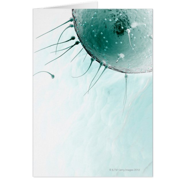 Sperm Fertiliserar en Ovum. Hälsningskort (Framsidan)