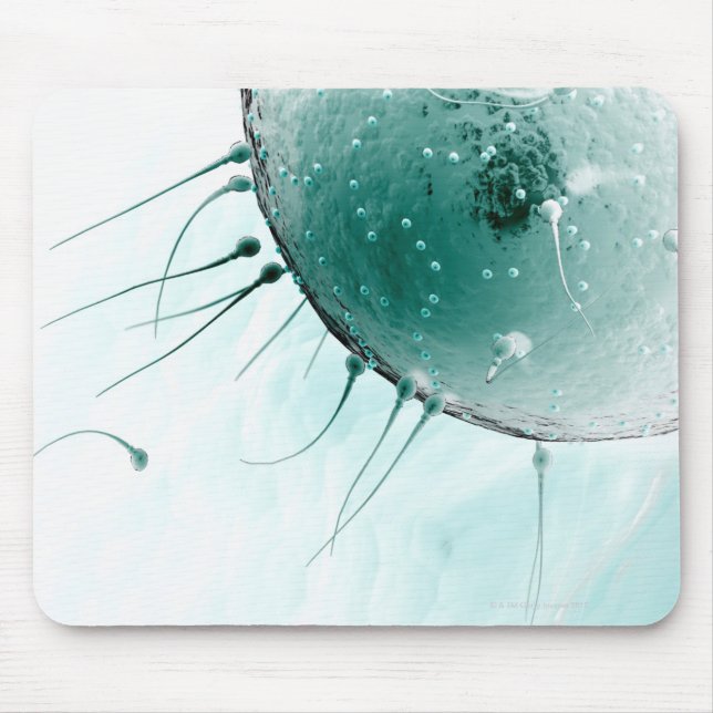 Sperm Fertiliserar en Ovum. Musmatta (Framsidan)