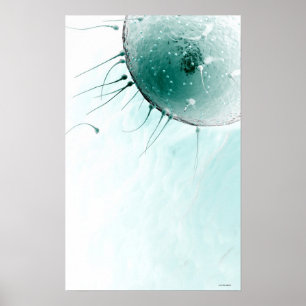 Sperm Fertiliserar en Ovum. Poster