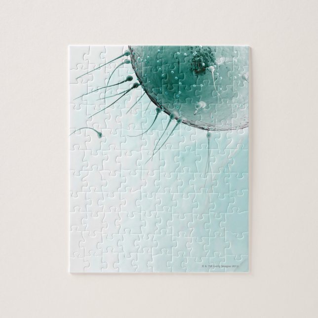 Sperm Fertiliserar en Ovum. Pussel (Vertikal)