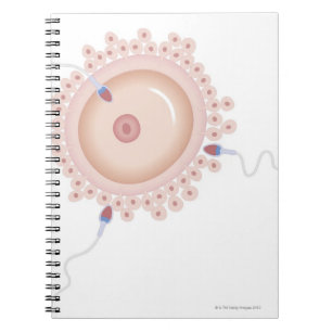 Sperm innehållande muterad gen anteckningsbok med spiral