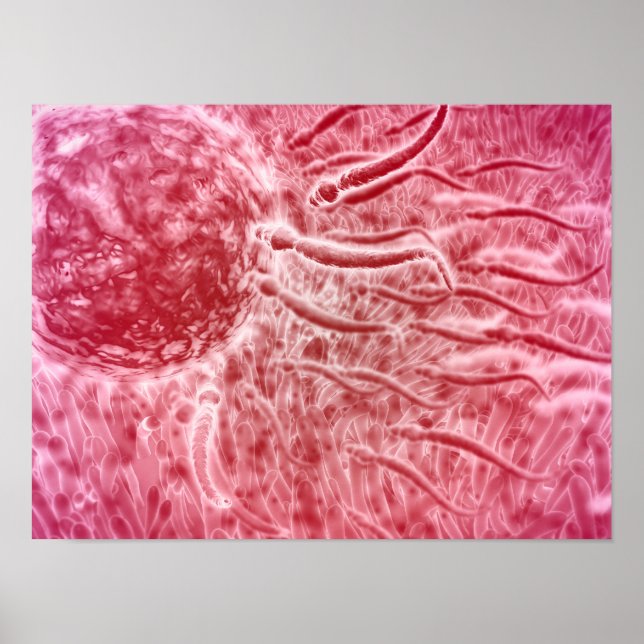Sperm som reser mot ägg med cellia poster (Framsidan)