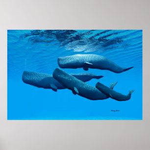 Sperm Whale Family Poster