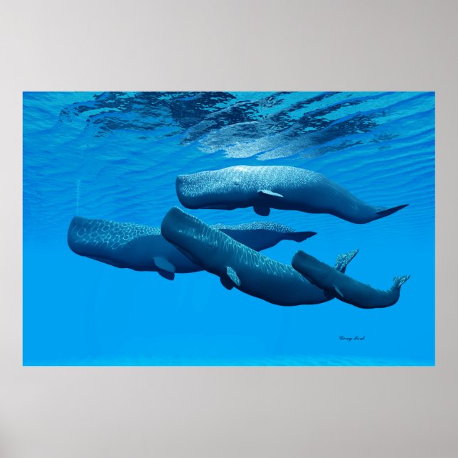 Sperm Whale Family Poster (Framsidan)