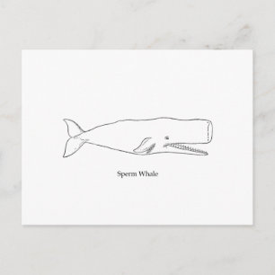 Sperm Whale Illustration (konturkonst) Vykort