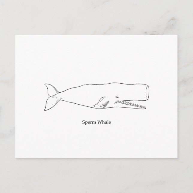 Sperm Whale Illustration (konturkonst) Vykort (Framsida)