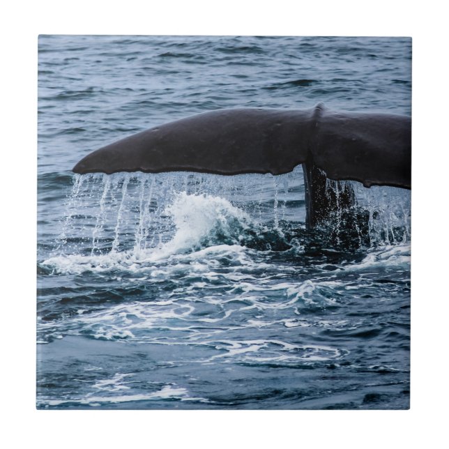 Sperm Whale Kakelplatta (Framsidan)