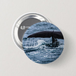 Sperm Whale Knapp