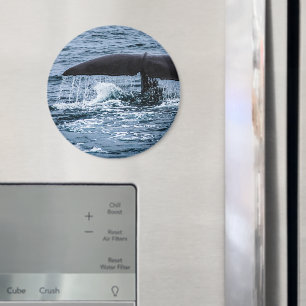 Sperm Whale Magnet