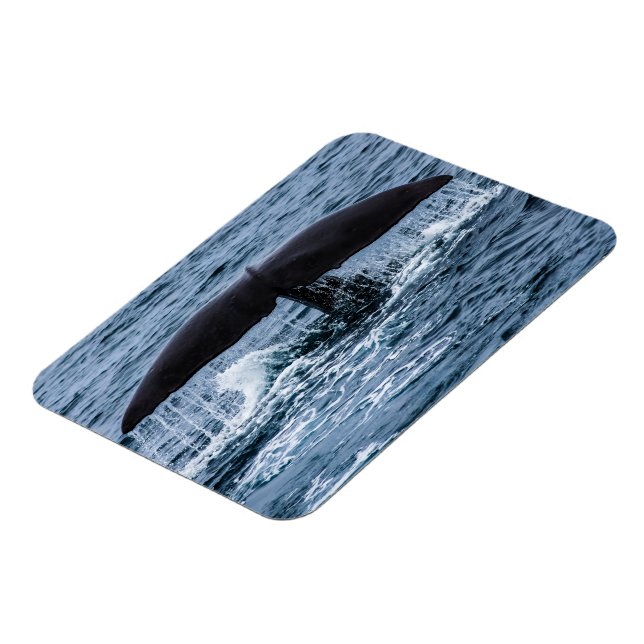 Sperm Whale Magnet (Vänstra Sidan)