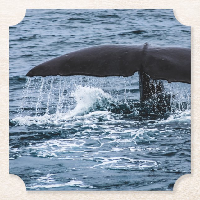 Sperm Whale Underlägg Papper (Framsida)