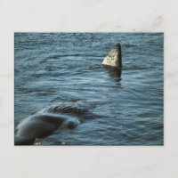 Sperm Whale