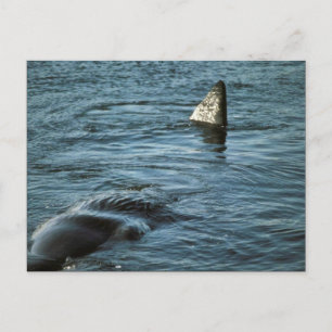 Sperm Whale Vykort