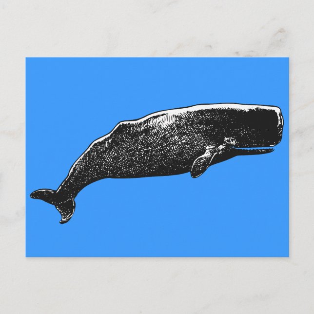Sperm Whale Vykort (Framsida)