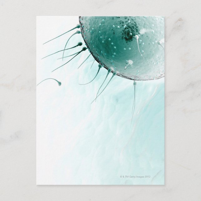 Sperma Befruktar en Äggcell. Vykort (Framsida)