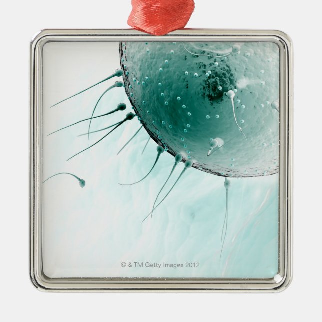 Sperma som gödslar en Ovum. Julgransprydnad Metall (Framsidan)