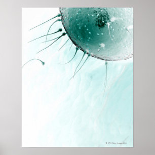 Sperma som gödslar en Ovum. Poster