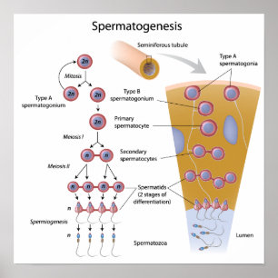 Spermatogenes Poster