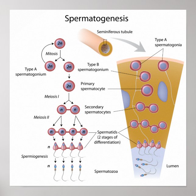Spermatogenes Poster (Framsidan)