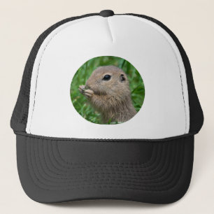 Spermophilus citellus keps