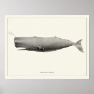 Spermval + Poster