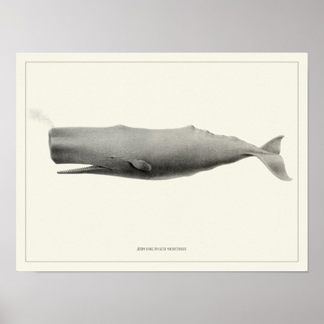 Spermval + Poster (Framsidan)