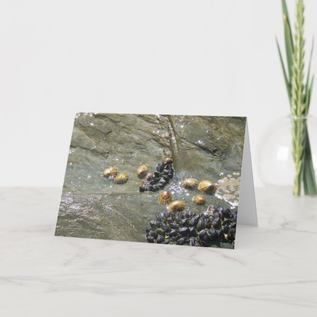 Spetsar och musslor i Hälsning-kortet Sol Kort (Framsida)