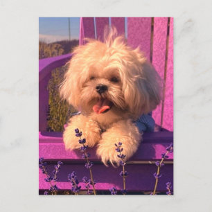 Spetserlig Shih Tzu Puppy Smiles (Hund Days) Helg Vykort