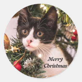 Spetsisk och vit katt i Julgran Runt Klistermärke