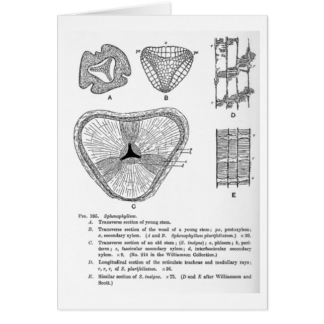 Sphenophyllum konstkort hälsningskort (Framsidan)