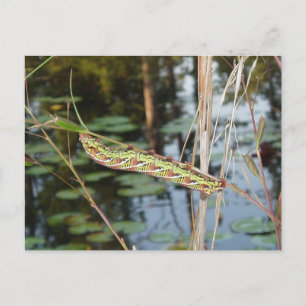 Sphinx Moth Catercolumn om Ludwigia Vykort
