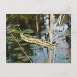 Sphinx Moth Catercolumn om Ludwigia Vykort