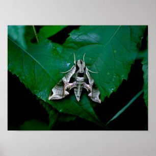 Sphinx Moth på Grönt Löv Poster