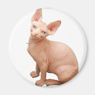 Sphinxkatt Magnet