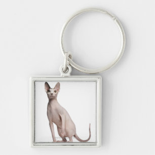 Sphynx (13 gammala månader) fyrkantig silverfärgad nyckelring