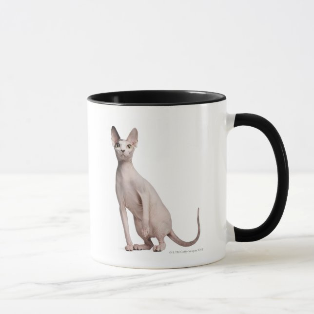 Sphynx (13 gammala månader) mugg (Höger)