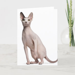 Sphynx (13 månader gammal) kort