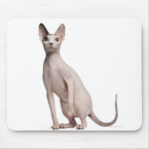 Sphynx (13 månader gammal) musmatta